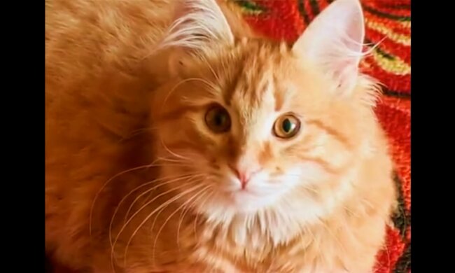 Kater. Quelle: Screenshot YouTube