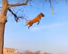 Ein Hund zeigt einem anderen Hund, wie er auf einen Baum klettern und aus großer Höhe „fliegen“ kann