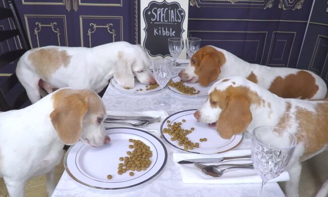 Mit vier Bassets im Restaurant. Quelle: Youtube Screenshot
