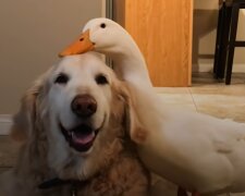 Gans und der Hund. Quelle: YouTube Screenshot