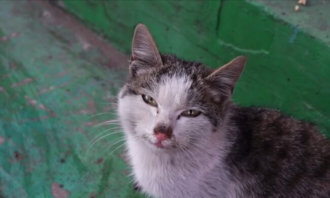 Katze. Quelle: Youtube Screenshot