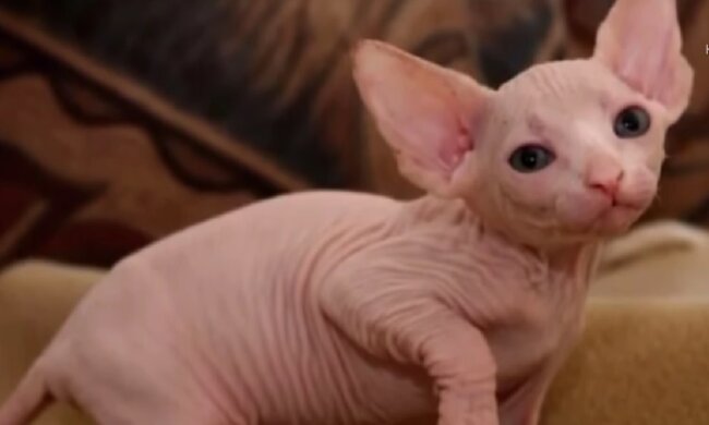 Сharmantes Familienmitglied. Quelle: Screenshot YouTube