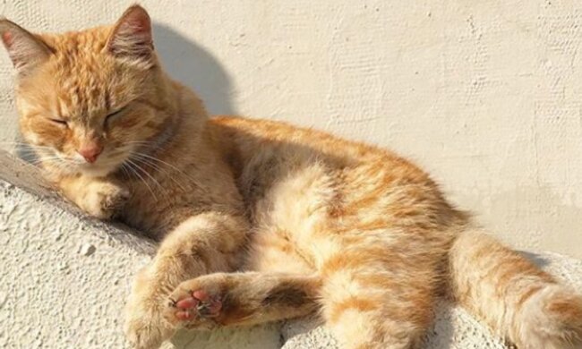 Der Besitzer von 110 Katzen wurde aus der Wohnung vertrieben: jetzt suchen Freiwillige nach einem Haus