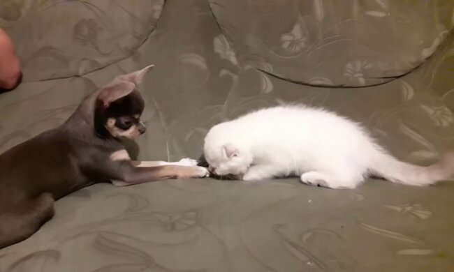 Die besten Freunde der Welt.  Quelle: Youtube Screenshot