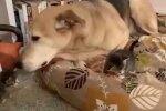 Hund und Kätzchen. Quelle: Screenshot YouTube