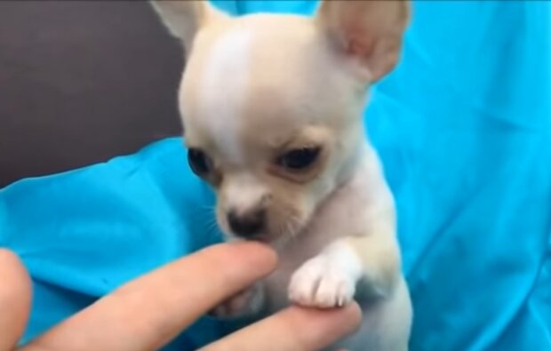 Chihuahua. Quelle: Screenshot Youtube