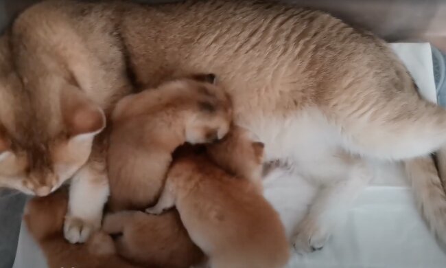 Katze, die ihre Hinterbeine nicht spürt. Quelle: Screenshot Youtube