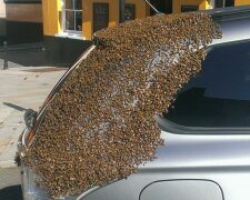 2 Tage lang griff ein Bienenschwarm das Auto einer Frau an, der Grund war im Kofferraum verdeckt