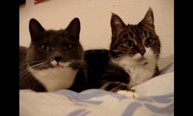 Zwei Katzen. Quelle: Youtube Screenshot