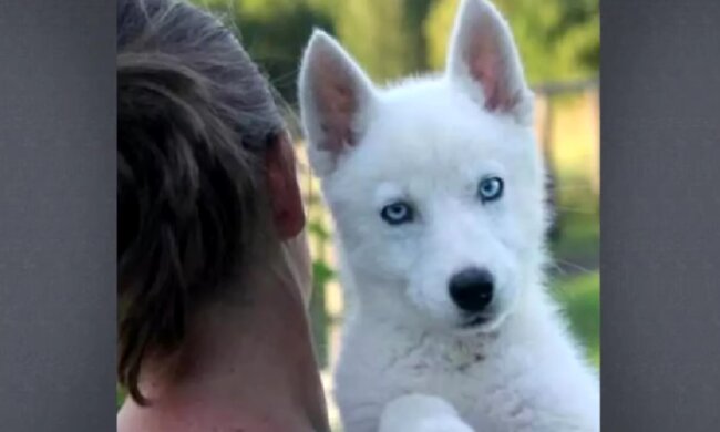 Haustier mit Überraschung. Quelle: Screenshot YouTube