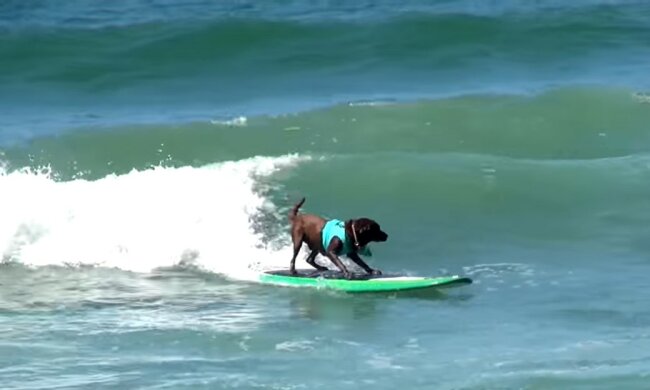 Die Geschichte von Charlie, dem Hund, der gut mit dem Surfbrett umgehen kann