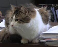 "Ich werde da sein": die Katze Oscar hat mehr als 100 Menschen auf ihrer letzten Reise begleitet