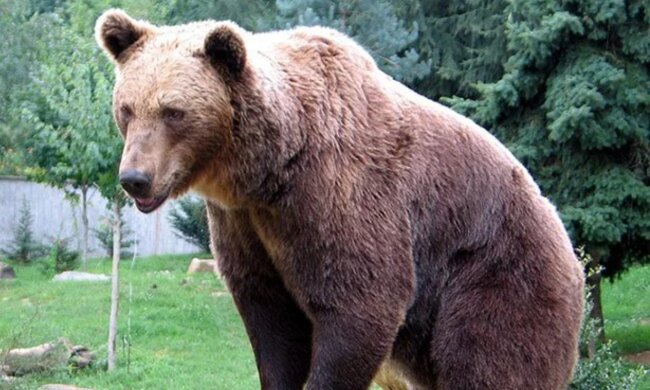 Ein Bär fing eine Krähe in einem Teich, aber nicht um sie zu fressen