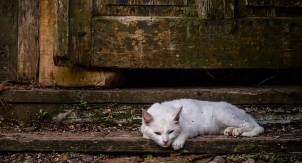 Weiße Katze kroch mit den Vorderpfoten zu einem Mann, bat um Hilfe, und er heilte sie