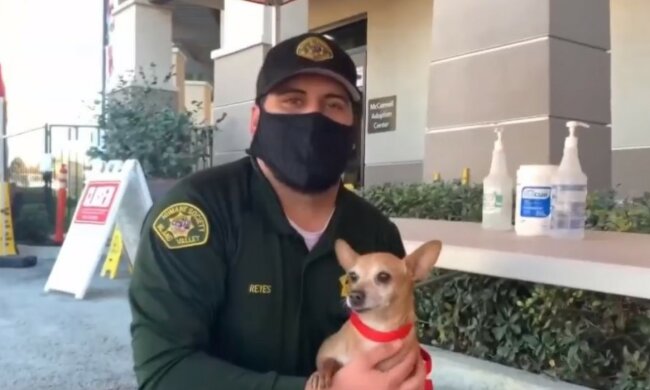 Eine kleine Chihuahua-Hündin und der Mann. Quelle: wi-fi.com