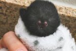 Aela, Babykatze. Quelle: laykni.com