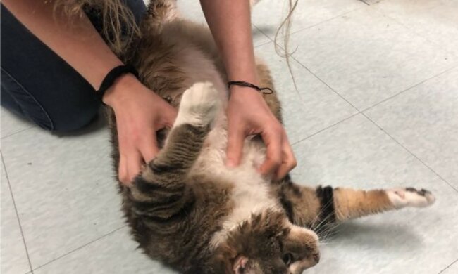 Die glückliche Geschichte von Lasagne, einer Katze, die vierfach mehr ihres normalen Gewichts wog