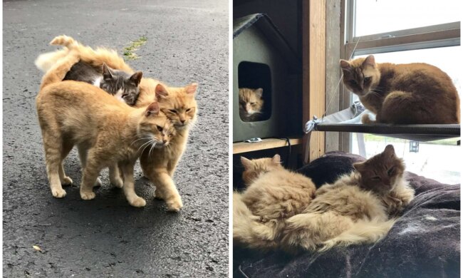 Kätzchen. Quelle: Screenshot Youtube