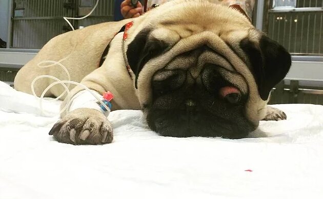 Tierärztlicher Rat, der Haustier hilft, ein glückliches und langes Leben zu führen