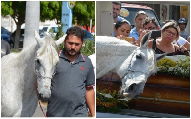 Pferd kam, um sich von seinem geliebten Besitzer zu verabschieden. Quelle: Screenshot Youtube
