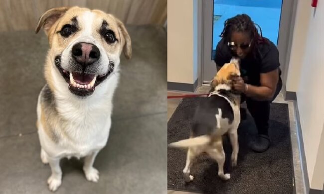 Der Hund. Quelle: dailymail.co.uk