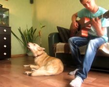 Ein Hund, der seinem Herrchen beim Gitarrespielen zuhört. Quelle: Youtube Screenshot