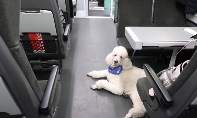 Hundebesitzer gewinnen Rechtsstreit. Quelle: Youtube Screenshot