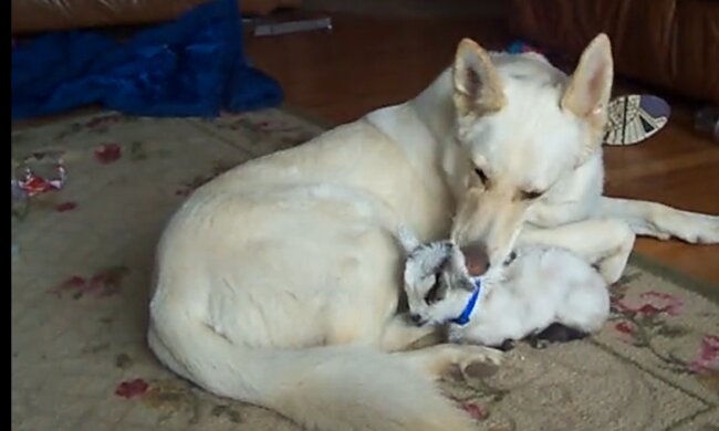 Shadow mit der Ziege. Quelle: YouTube Screenshot