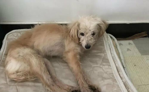 Der treue Hund lief mehrere Tage und legte 60 Kilometer zurück, um zu seiner Familie zurückzukehren