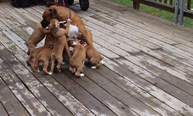 Glückliche Familie. Quelle: Youtube Screenshot