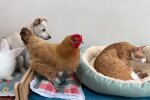 Katzenmutter bringt 10 Babys zur Welt: Hund, Henne und Kaninchen helfen liebevoll mit