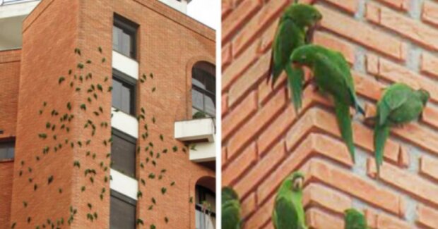 Warum Papageien an einem Backsteingebäude in Brasilien jahrelang nagen