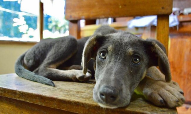 Rafa. Quelle: YouTube Screenshot