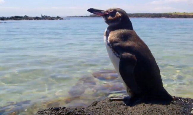 Ein dankbarer Pinguin. Quelle: YouTube Screenshot