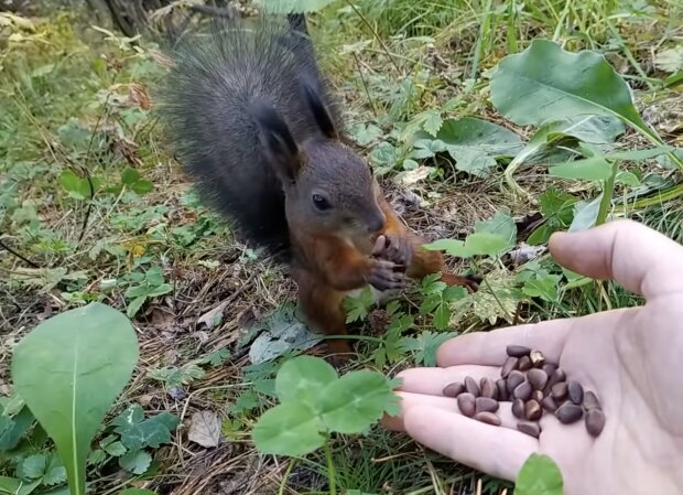 Eichhörnchen. Quelle: Screenshot YouTubeh