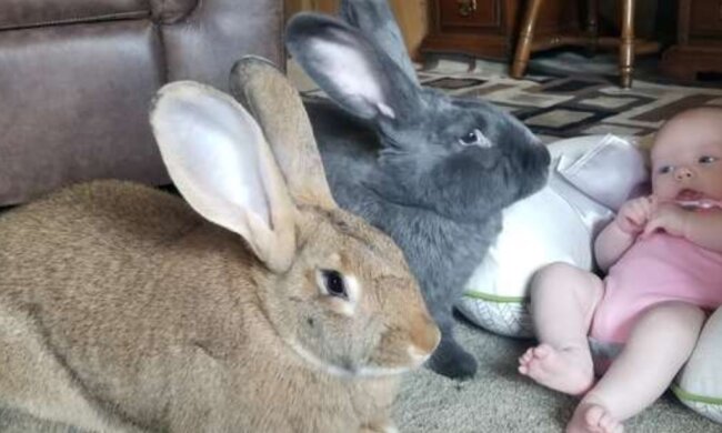 Nanny-Kaninchen. Quelle: Lemurov Screenshot