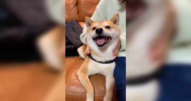 Der Hund, der immer lacht.Quelle: Youtube Screenshot
