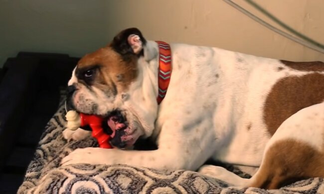 Unterhaltung für Vierbeiner. Quelle: Screenshot YouTube