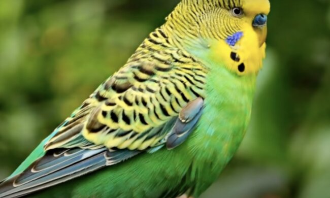 Papagei. Quelle: Screenshot YouTube