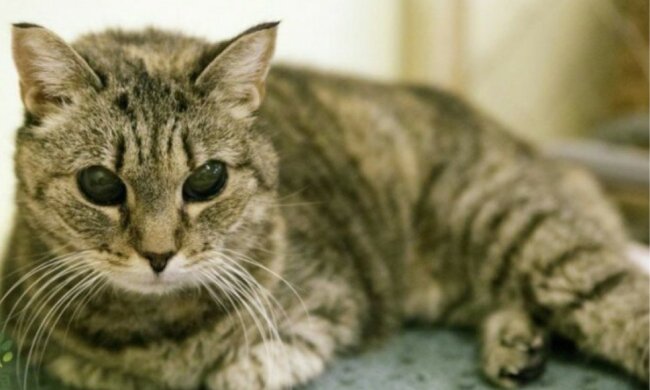 Eine Katze, die nicht sehen konnte, lebte vier Jahre lang in einem Tierheim, fand aber dennoch ein Zuhause