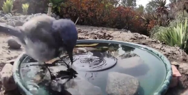 Ein Mann installierte eine Kamera an einem Brunnen, um herauszufinden wer aus ihm trinkt