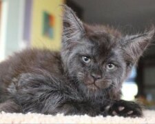 “Dämonische Katze” mit einem strengen Blick verliebt in sich auf den ersten Blick