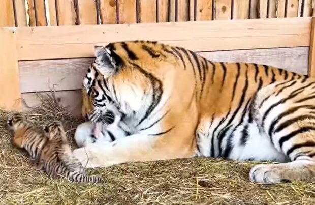 Tigerbabys und Tierarzt. Quelle: YouTube Screenshot