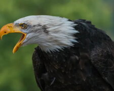 Ein Adler. Quelle: novochag.com