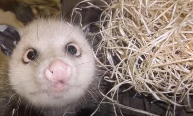 Ein unerwarteter Gast. Foto: Screenshot Youtube