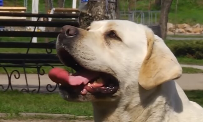 Der Labrador. Quelle: Screenshot YouTube