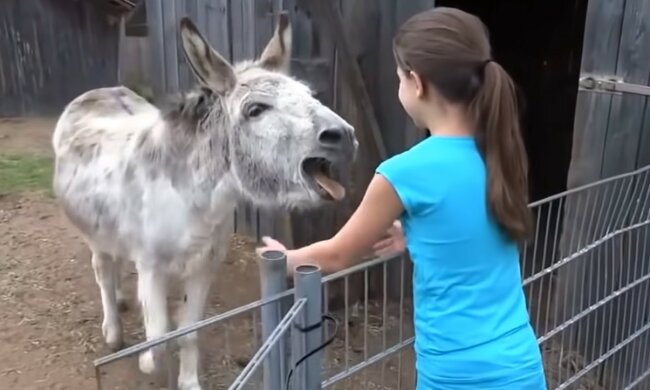 Gegenseitiges Verständnis ohne Worte. Quelle: Screenshot YouTube