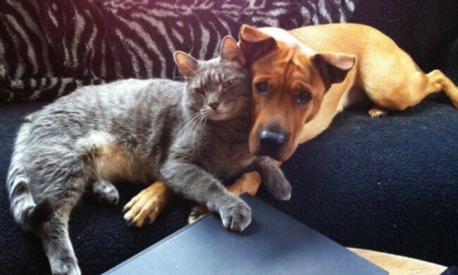 Wahre Liebe: Katzen, die sich in Hunde verliebt haben