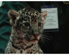 Leopardenbaby. Quelle: Screenshot YouTube