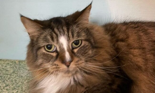 Katze. Quelle: Screenshot Youtube